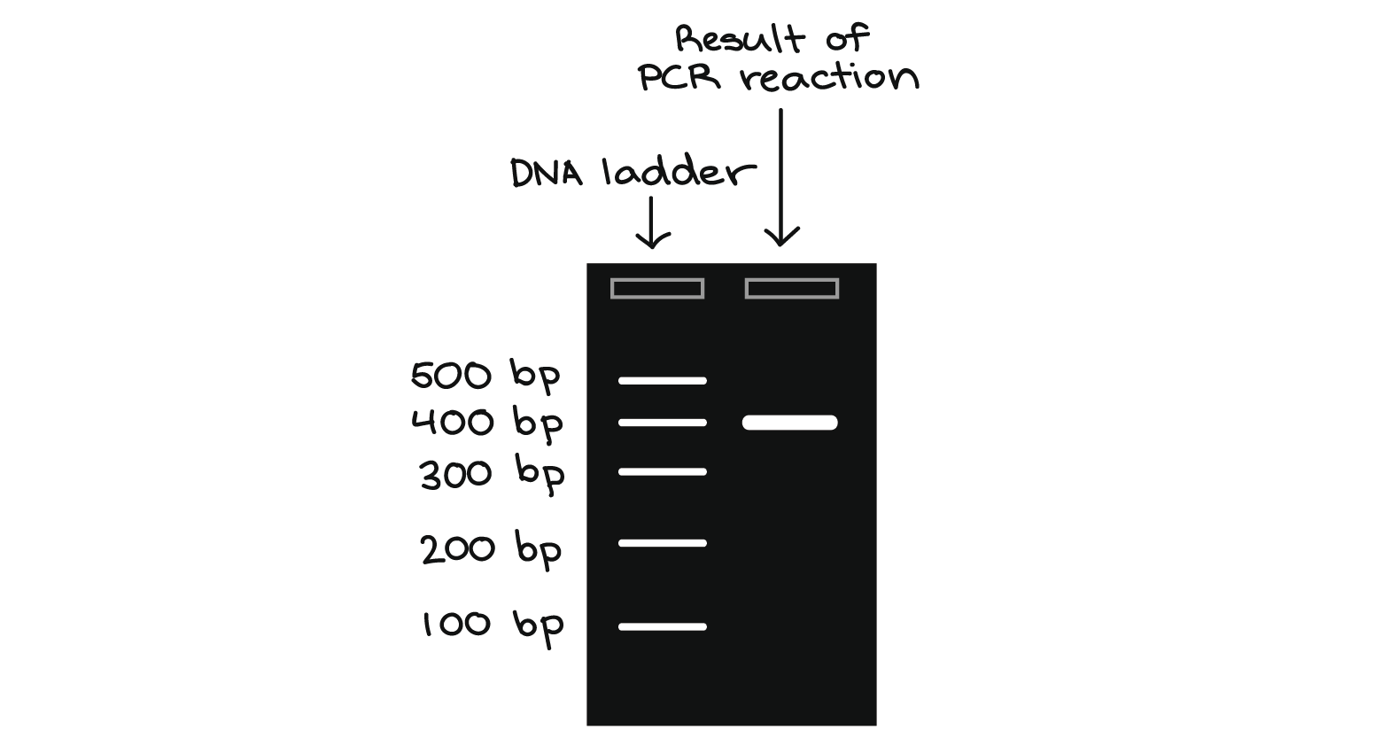 Left lane: DNA ladder with 100, 200, 300, 400, 500 bp bands.

Right lane: result of PCR reaction, a band at 400 bp.